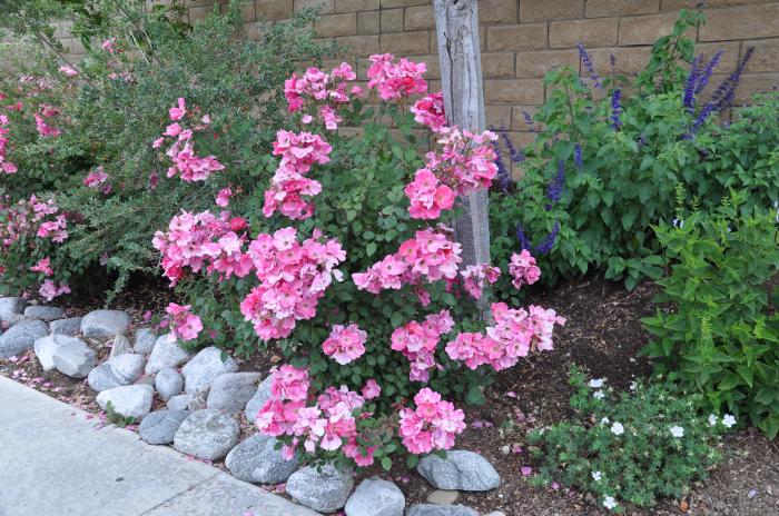 Plant photo of: Rosa shrub varieties