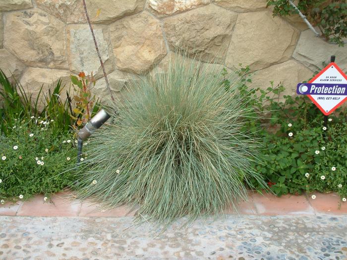 Plant photo of: Festuca glauca