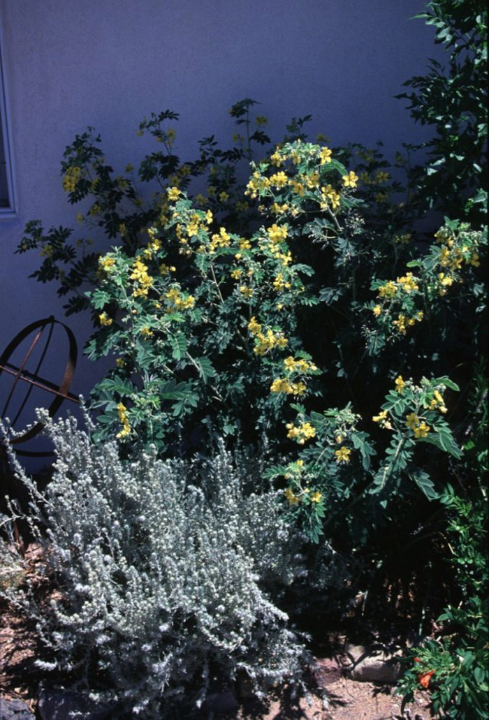 Plant photo of: Senna lindheimeriana