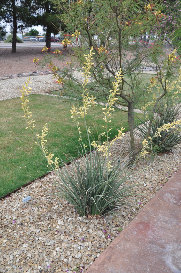 Plant photo of: Hesperaloe parviflora 'Yellow'