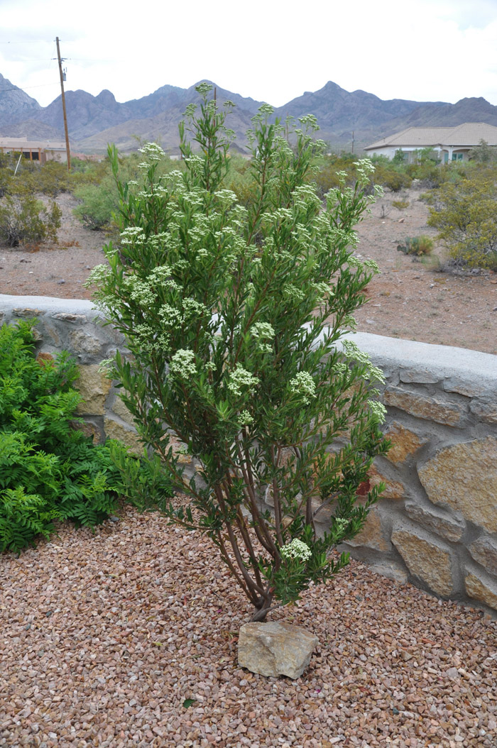 Plant photo of: Vauquelinia californica ssp. pauciflora