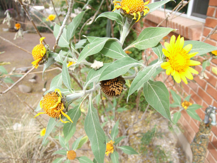 Plant photo of: Helianthus maximilianii