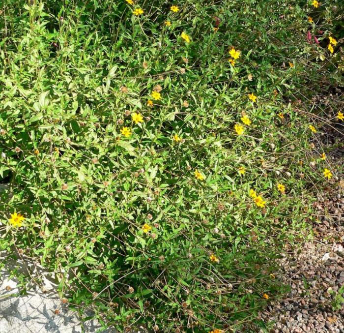 Plant photo of: Zexmenia hispida