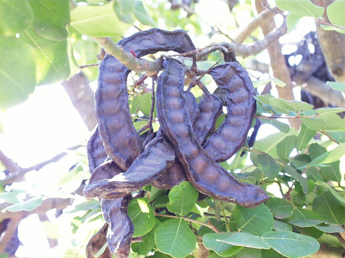 Carob Tree, Algarroba Bean, St. Joh