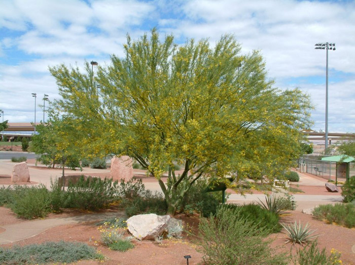 Plant photo of: Acacia farnesiana (smallii)