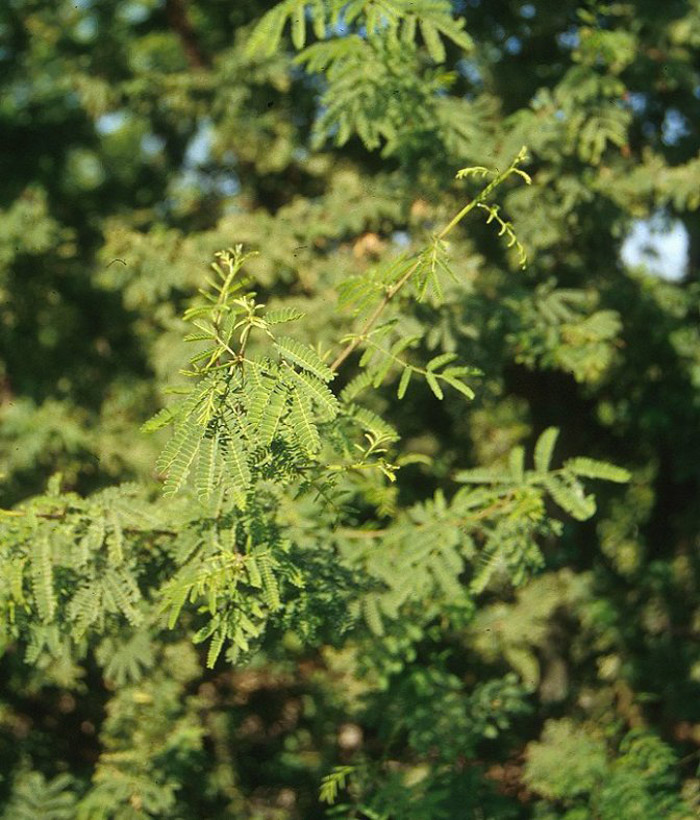 Plant photo of: Acacia farnesiana (smallii)