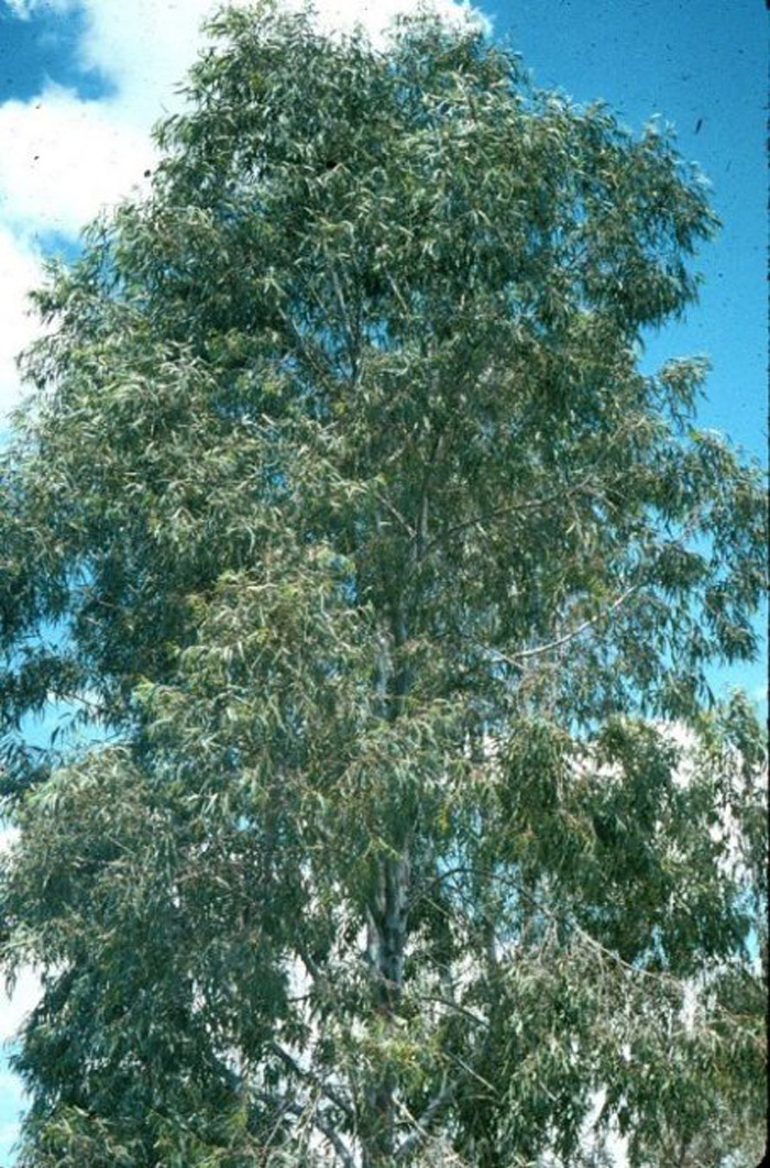 Plant photo of: Eucalyptus camaldulensis
