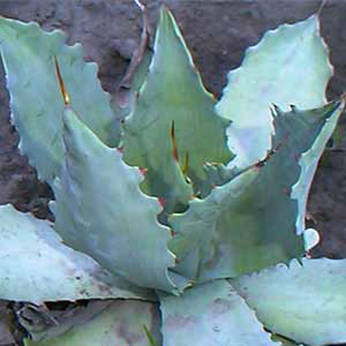 Plant photo of: Agave potatorum