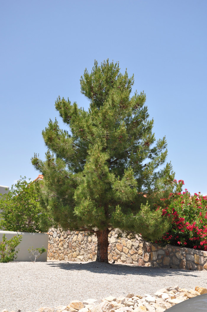 Plant photo of: Pinus eldarica