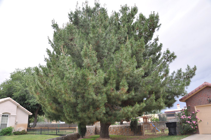 Plant photo of: Pinus eldarica