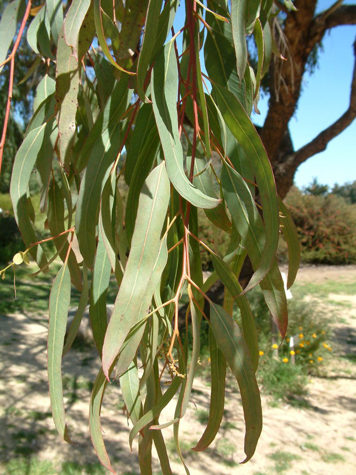 Plant photo of: Eucalyptus microtheca