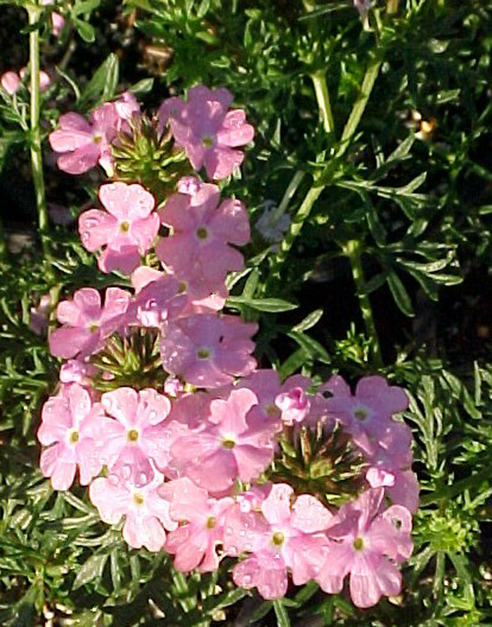 Plant photo of: Glandularia tenuisecta 'Edith' (Verbena)