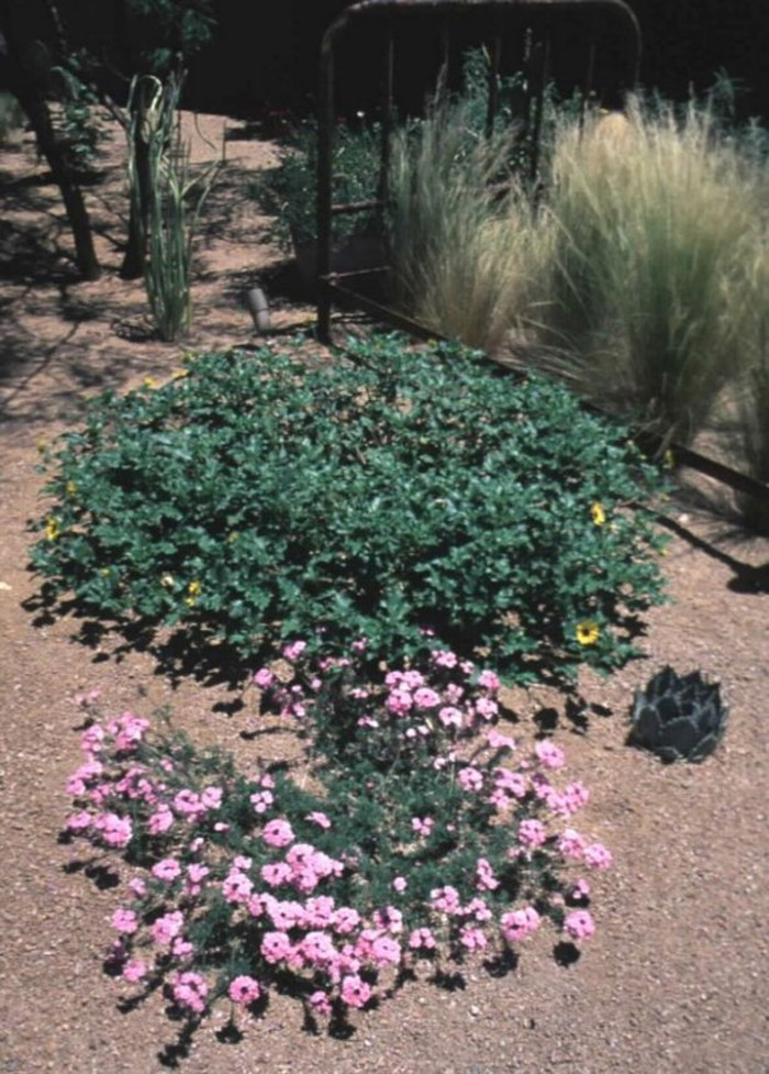 Plant photo of: Glandularia tenuisecta 'Edith' (Verbena)