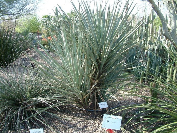 Plant photo of: Yucca torreyi