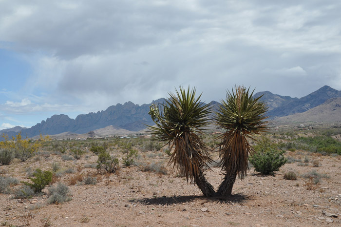 Plant photo of: Yucca torreyi