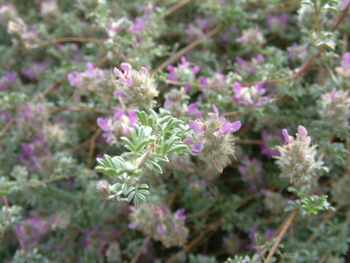 Plant photo of: Dalea greggii