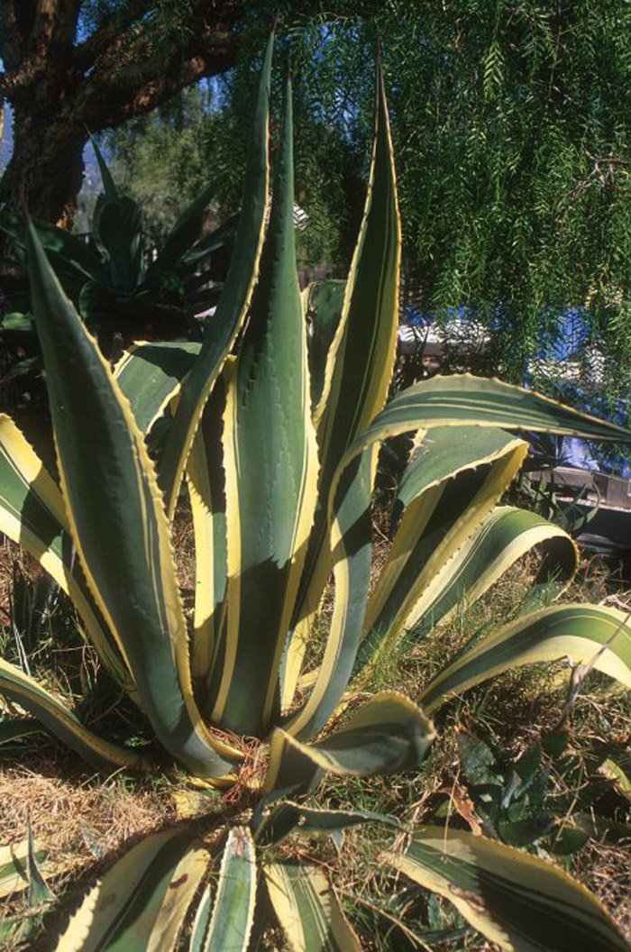 Yellow Margin Century Plant