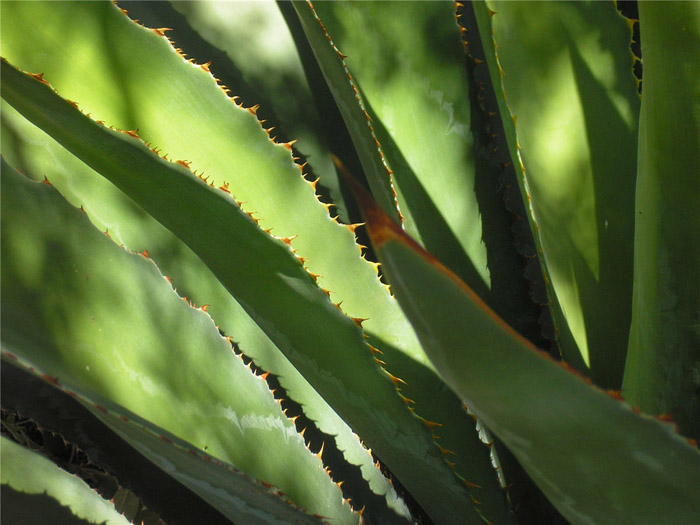 Plant photo of: Agave bovicornuta