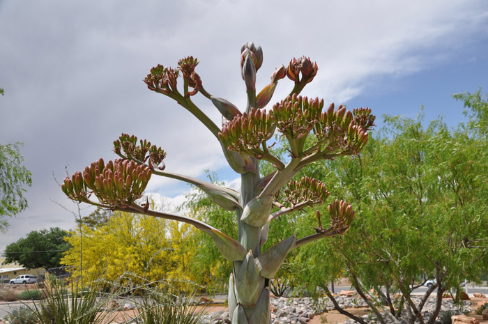 Plant photo of: Agave parryi var. truncata