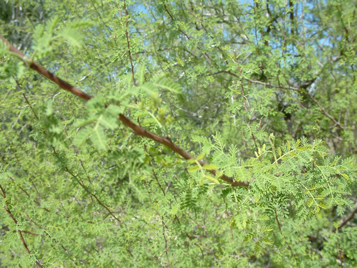 Plant photo of: Acacia constricta