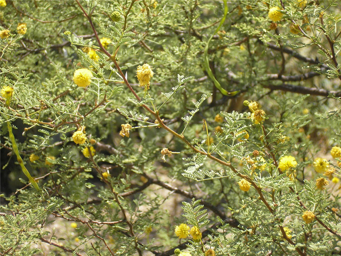 Plant photo of: Acacia constricta