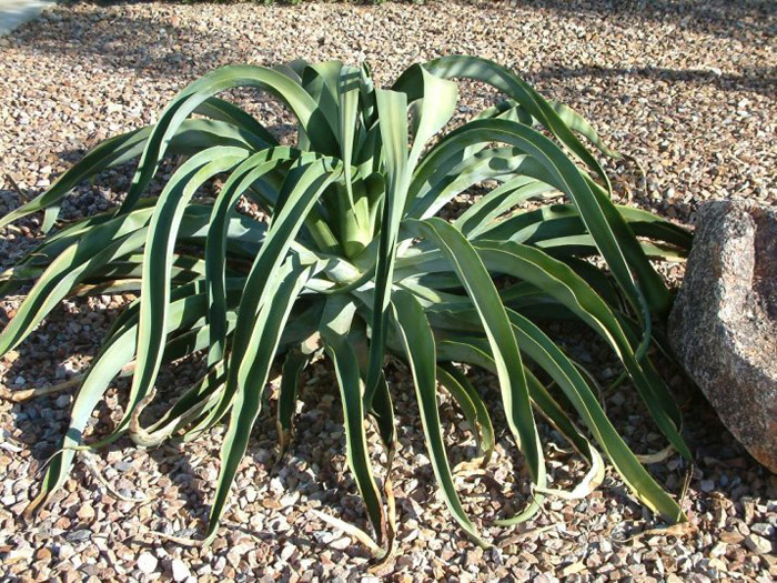 Plant photo of: Agave vilmoriniana