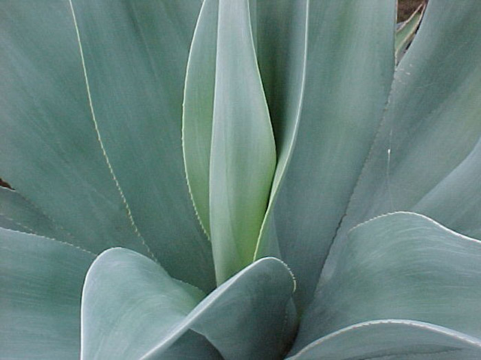 Plant photo of: Agave weberi