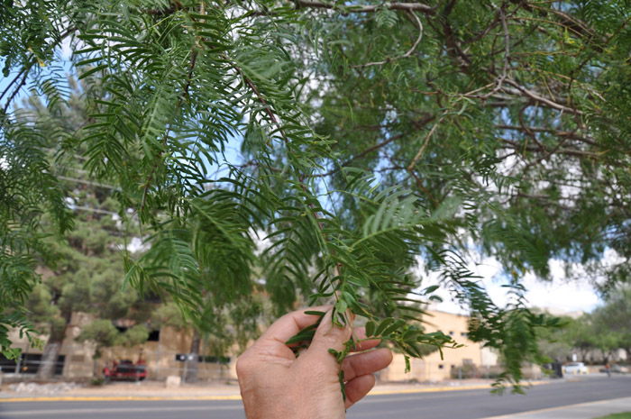 Plant photo of: Prosopis glandulosa