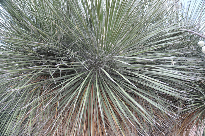 Plant photo of: Yucca elata
