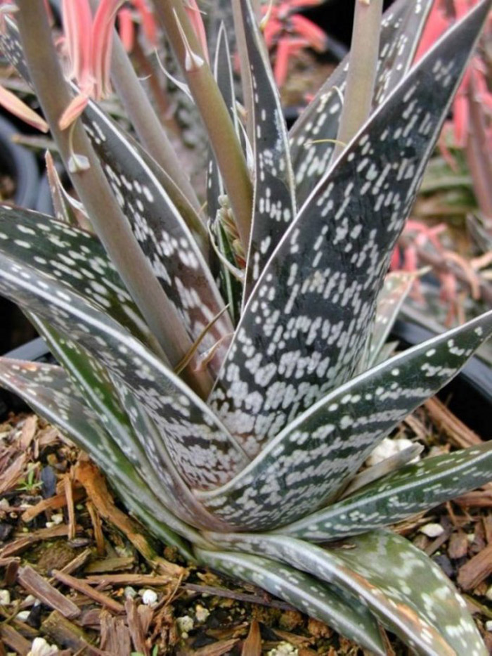 Plant photo of: Aloe variegata