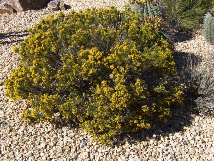 Plant photo of: Ericameria laricifolia