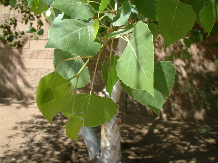 Plant photo of: Dalbergia sissoo