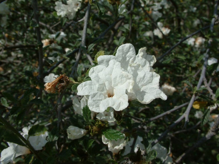 Plant photo of: Cordia parvifolia