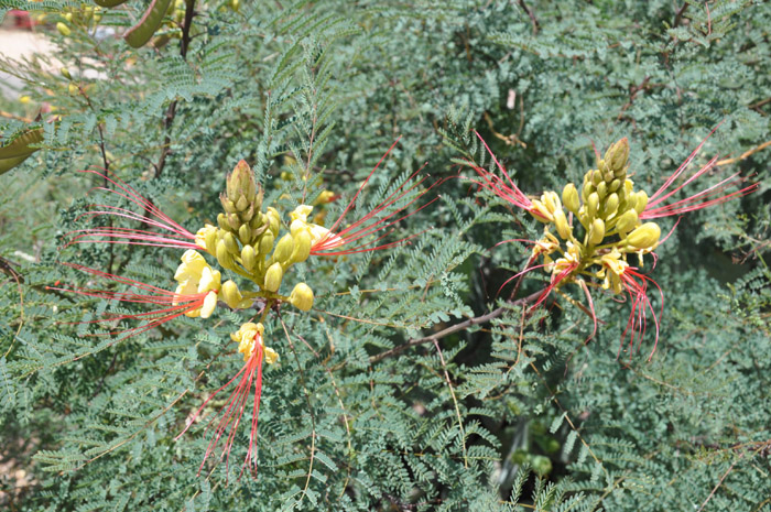 Plant photo of: Caesalpinia mexicana