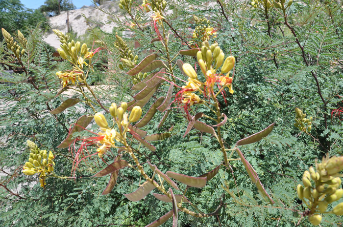 Plant photo of: Caesalpinia mexicana