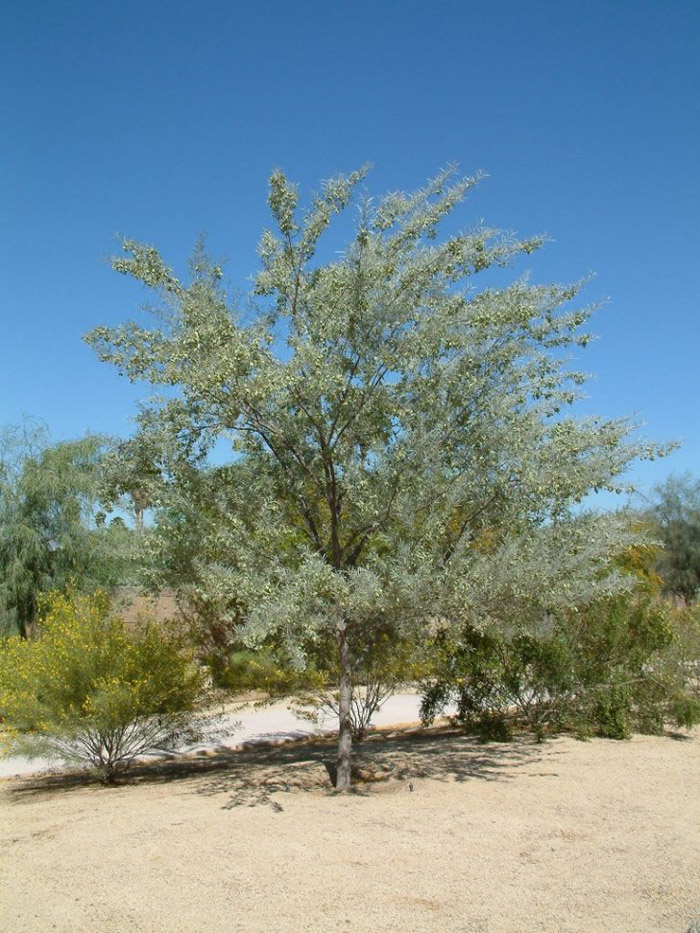 Plant photo of: Acacia aneura