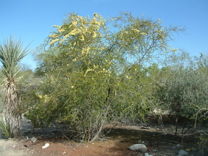 Plant photo of: Acacia rigidula