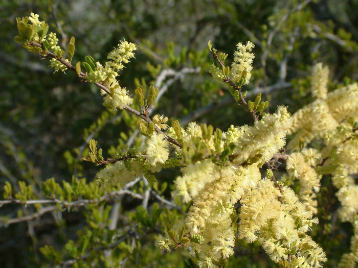 Plant photo of: Acacia rigidula