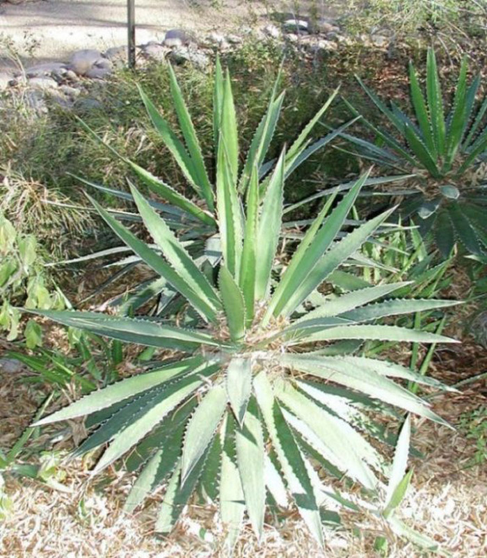 Plant photo of: Agave lophantha