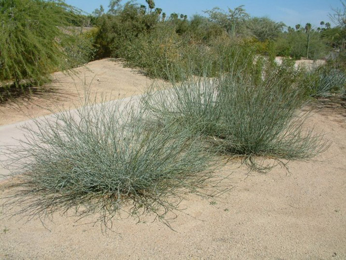 Desert  Milkweed
