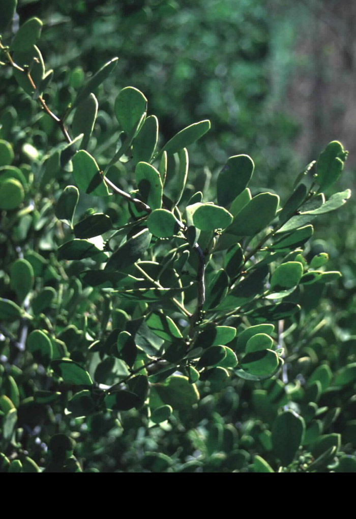 Plant photo of: Maytenus phyllanthoides