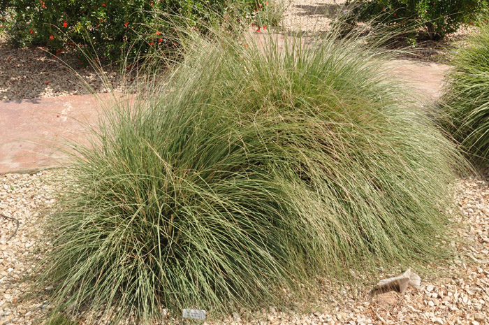 Plant photo of: Muhlenbergia rigens