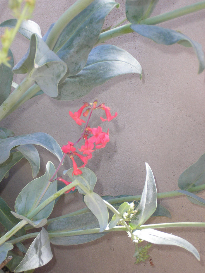Plant photo of: Penstemon superbus