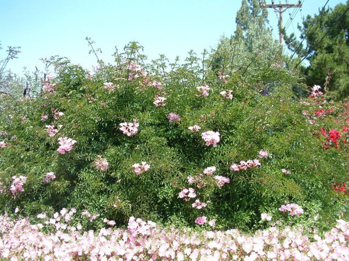 Plant photo of: Podranea ricasoliana