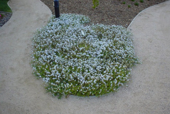 Plant photo of: Glandularia tenuisecta gracilior (Verben