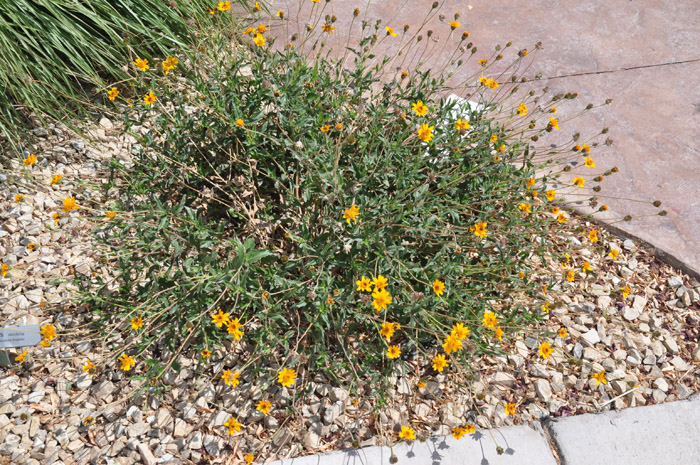 Plant photo of: Wedelia texana hispidia