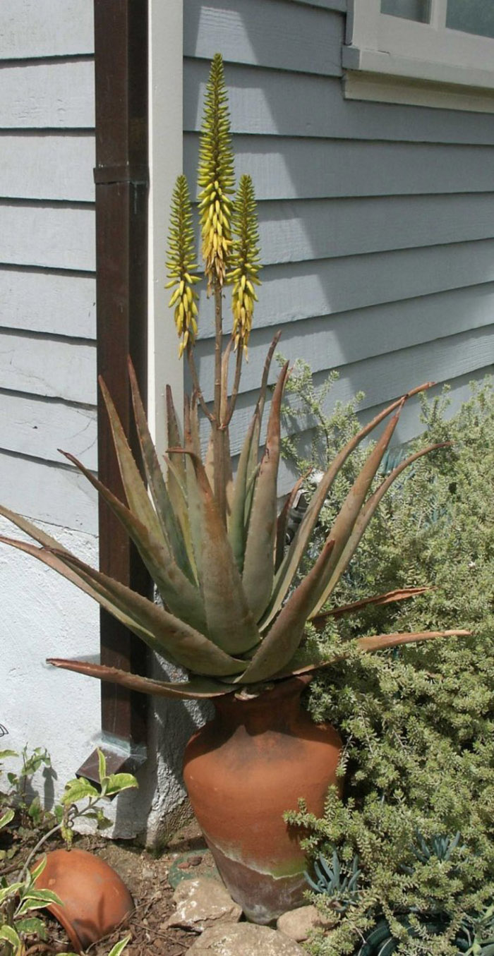 Plant photo of: Aloe barbadensis