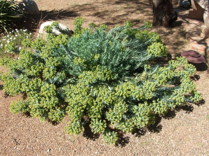 Plant photo of: Euphorbia rigida