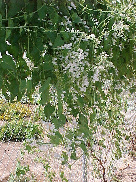 White Queen's Wreath or Coral Vine