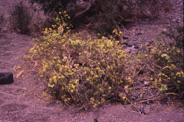 Plant photo of: Mascagnia macropterum